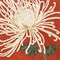 Spider Mum II Poster Print by Judy Shelby - Item # VARPDXCC2751